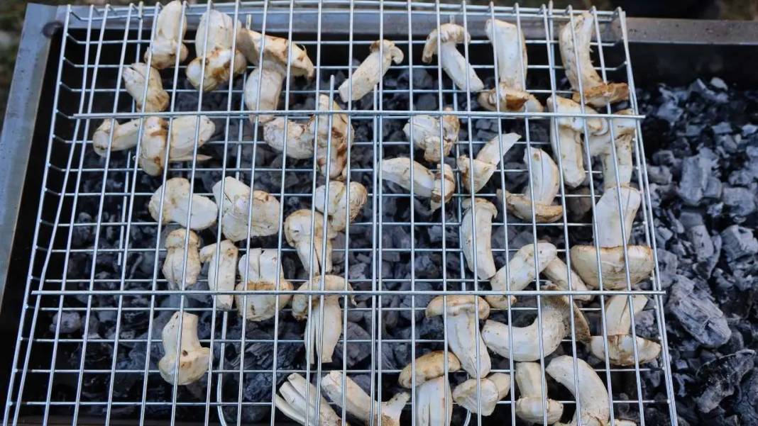 Toroslar’ın Beyaz Altını Japonya Yolcusu: Fiyatı Dudak Uçuklattı! 9